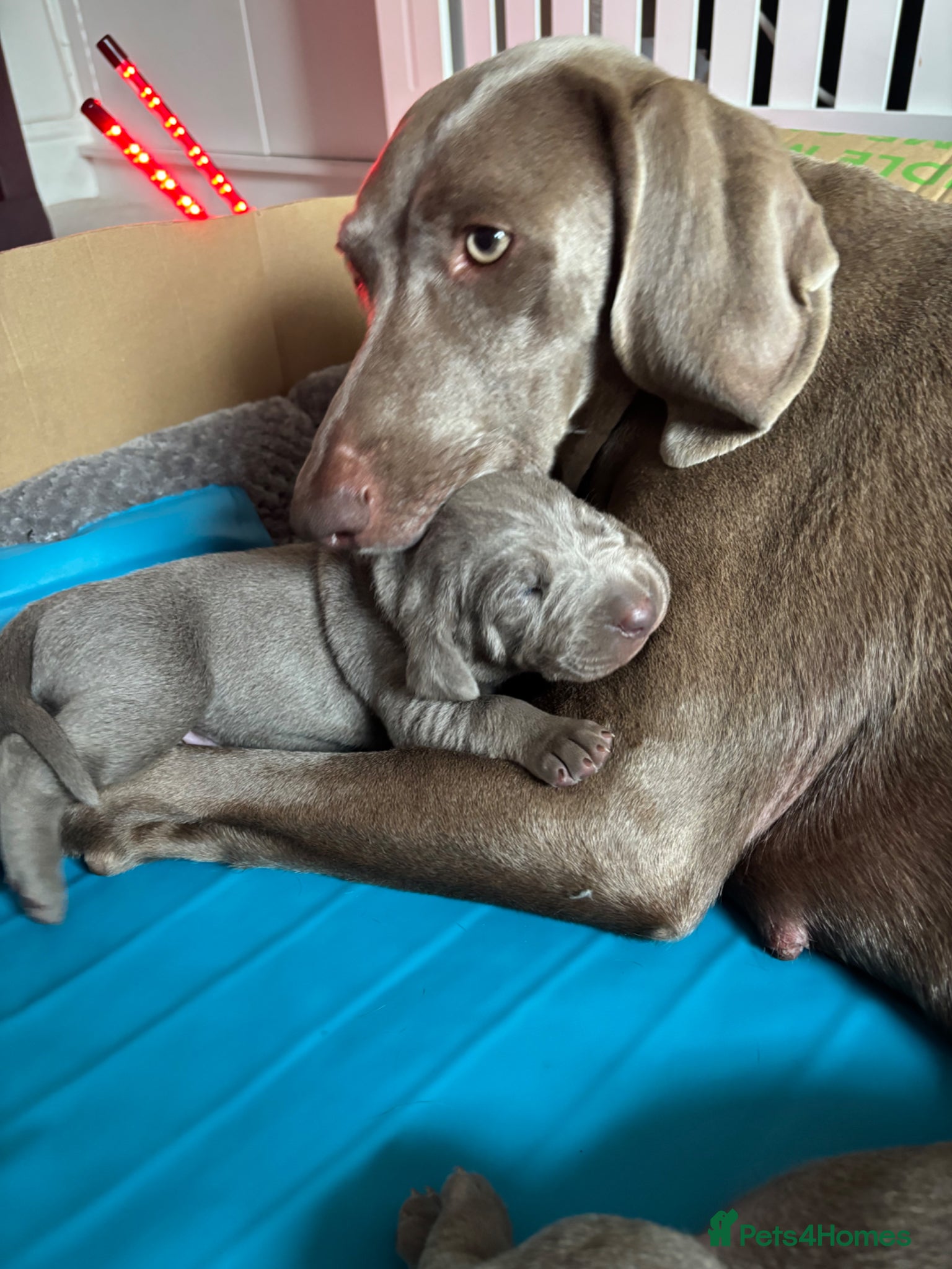 Mixed Breed dogs WEIMARMAN CHAMPION BLOODLINE PUPS - Advert 10
