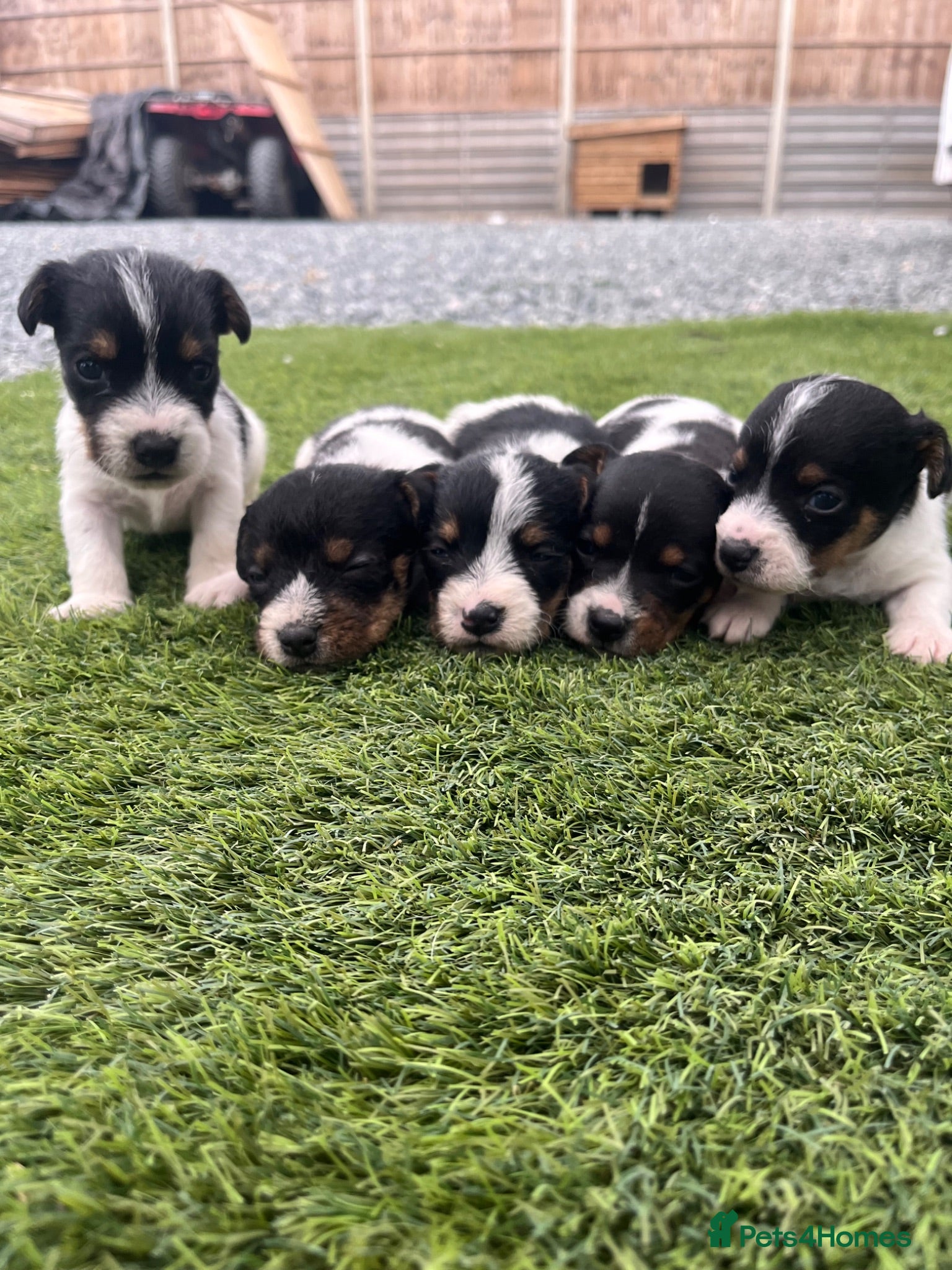 Jack Russell dogs 5 adorable Jack Russell puppies 🐶❤️ - Advert 1