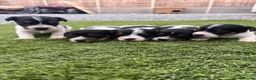 Jack Russell dogs for sale: 5 adorable Jack Russell puppies 🐶❤️ - Advert 1