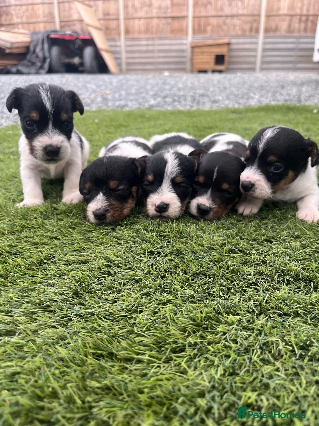 Jack Russell dogs for sale: 5 adorable Jack Russell puppies 🐶❤️ - Advert 1