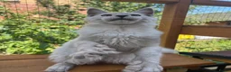 Maine Coon cats for sale: Stunning TICA boy black silver shaded Maine Coon  - Advert 5