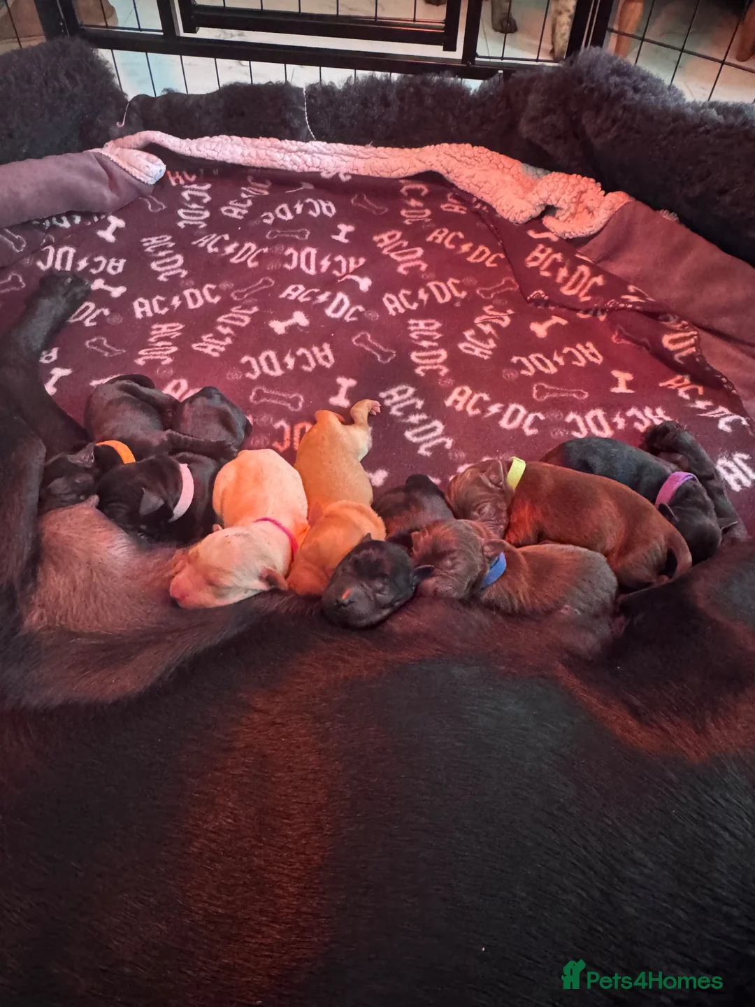 Labrador Retriever dogs for sale: 8 stunning lab pups for sale - Advert 35