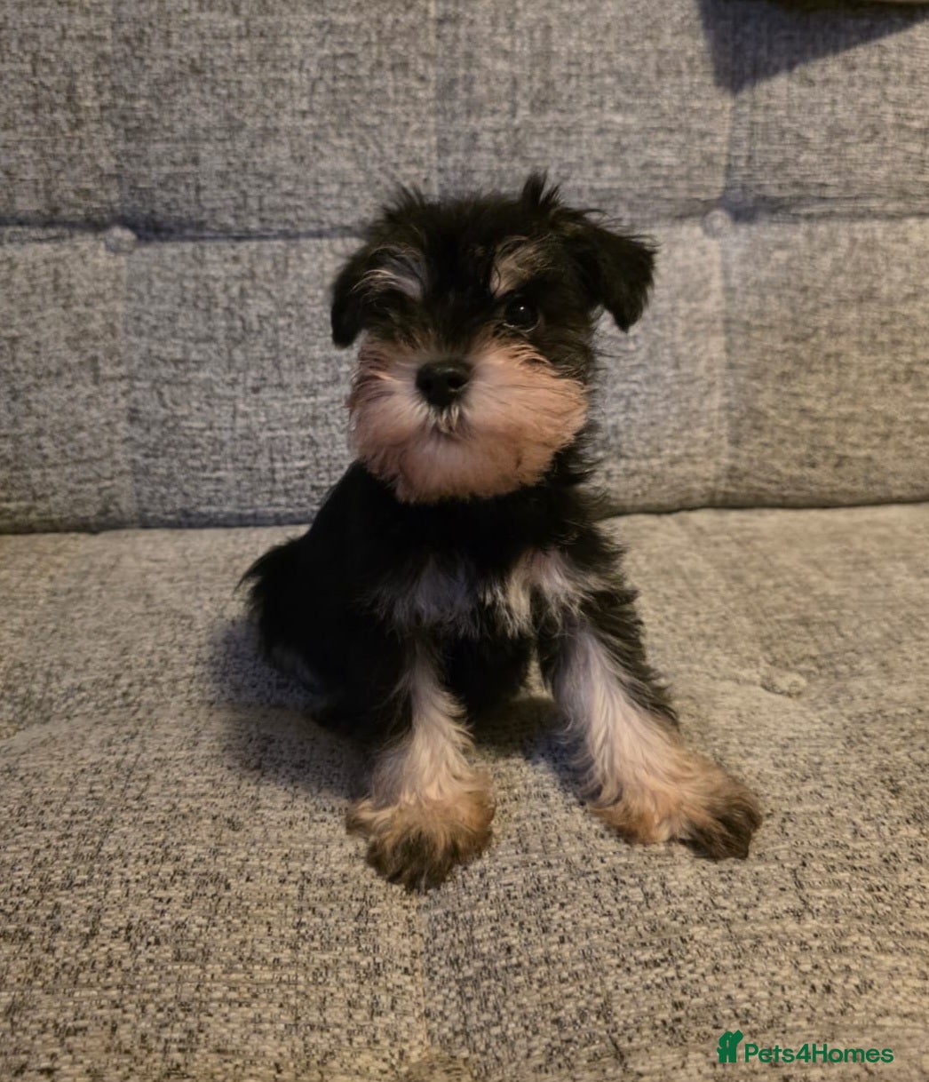 Miniature Schnauzer dogs READY NOW KC registered miniature schnauzer pups - Advert 5