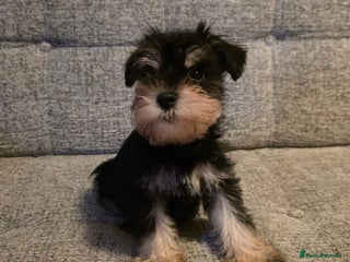 Miniature Schnauzer dogs READY NOW KC registered miniature schnauzer pups - Advert 5