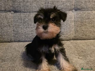 Miniature Schnauzer dogs 2 pups left READY NOW KC registered - Advert 5
