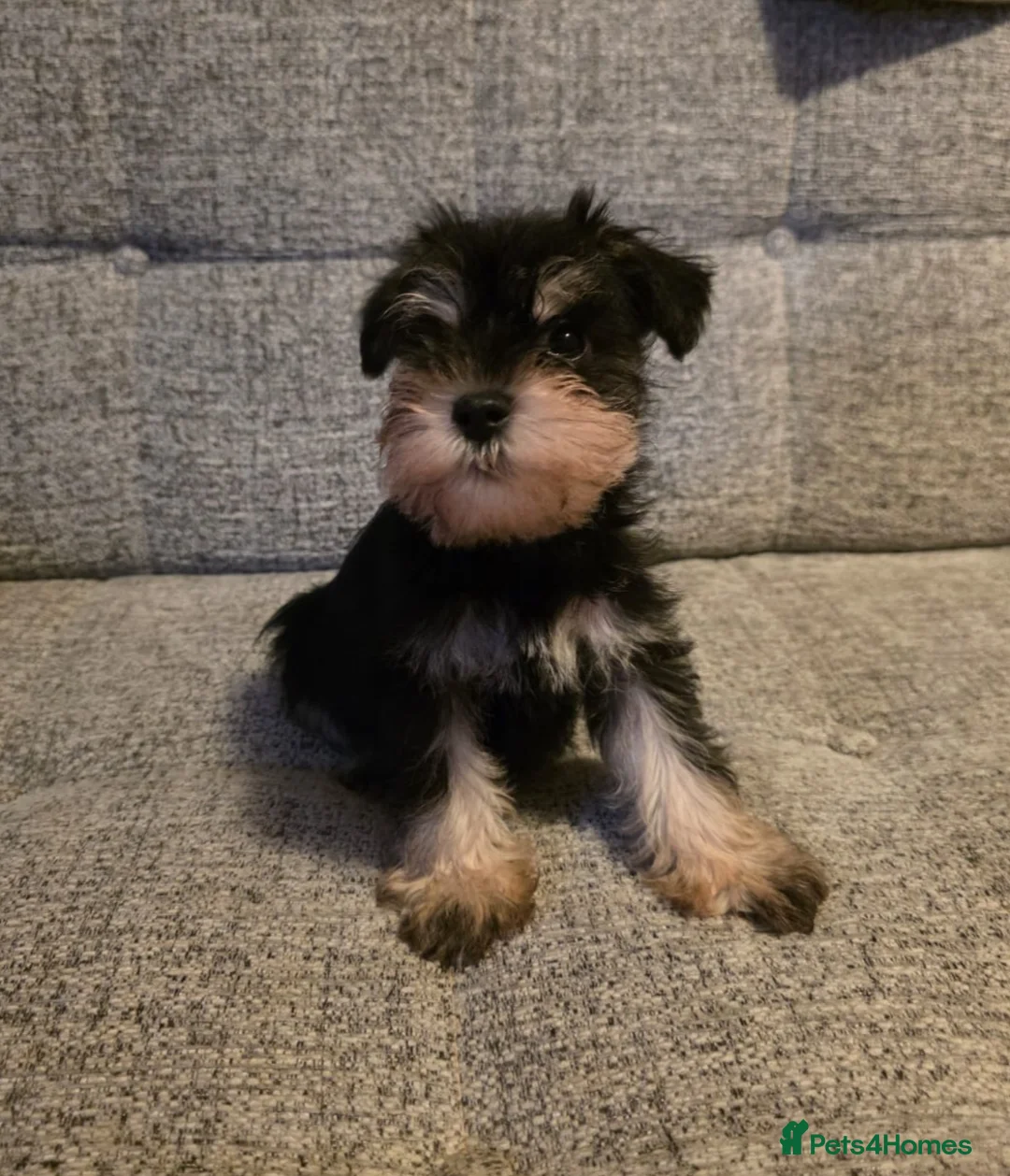 Miniature Schnauzer dogs for sale: 1 boy pup left READY NOW KC registered - Advert 1