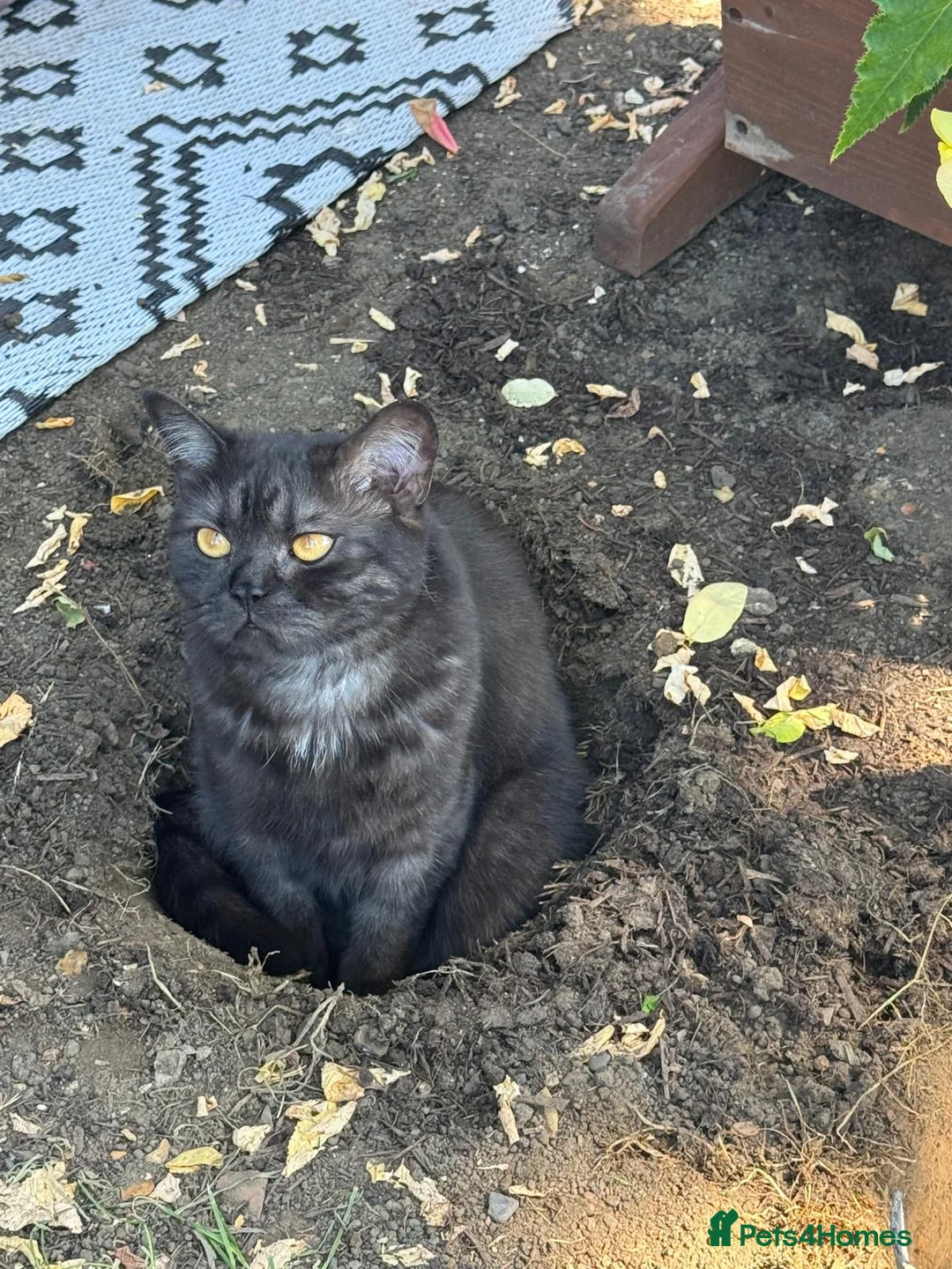 Mixed Breed cats for sale: Cat needs re homing  - Advert 4