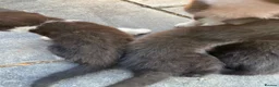 Mixed Breed cats for sale: Short haired kittens ready to go - Advert 3