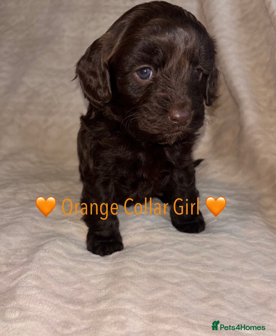 Cavapoo dogs for sale: 🐶 F1 CAVAPOO PUPPIES HEALTH TESTED PARENTS 🐶 - Advert 27