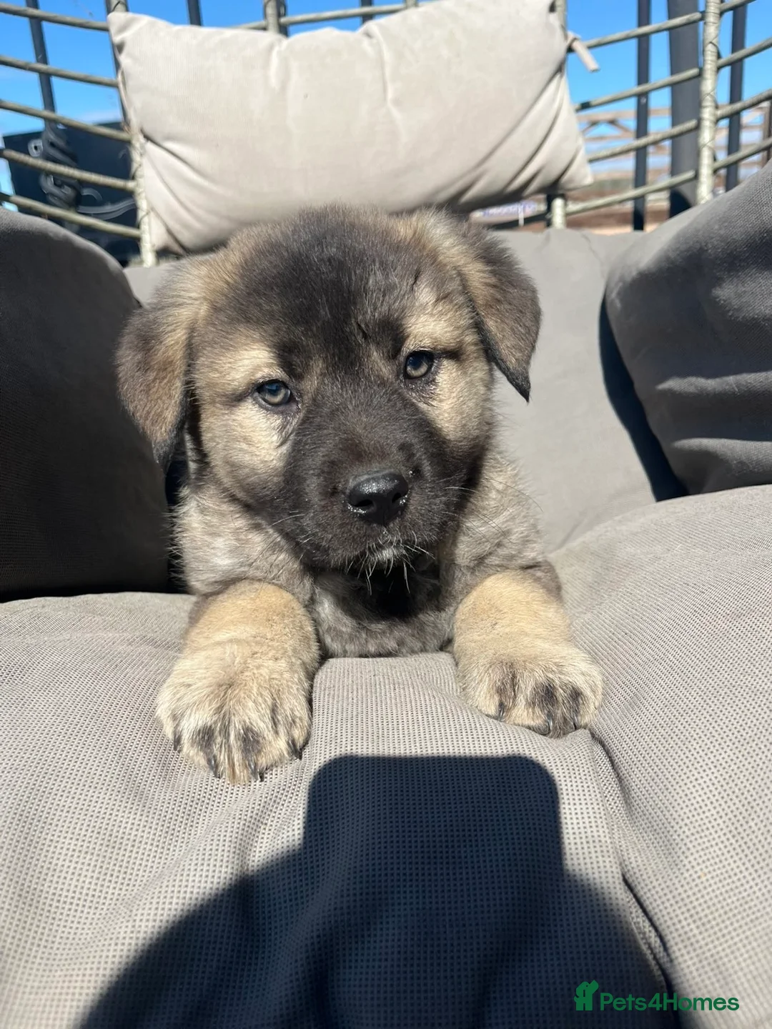 Mixed Breed dogs for sale: Caucasian x German shepard pups  in Tamworth - Advert 1