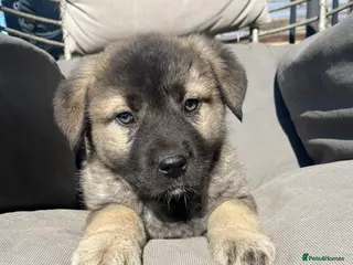 Mixed Breed dogs Caucasian x German shepard pups - Advert 1