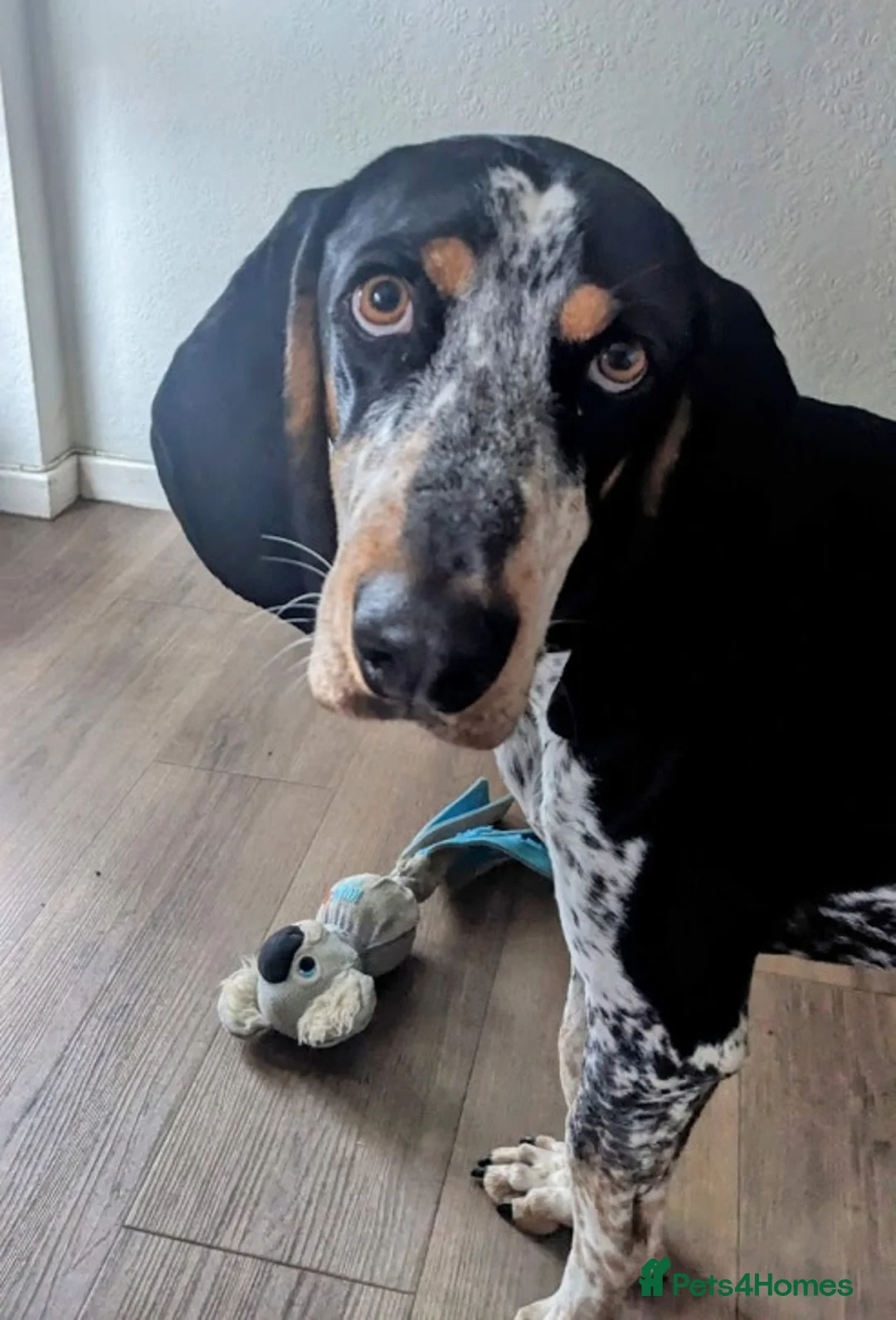 Mixed Breed dogs for adoption: Rocky Bluetick Coonhound  - Advert 15