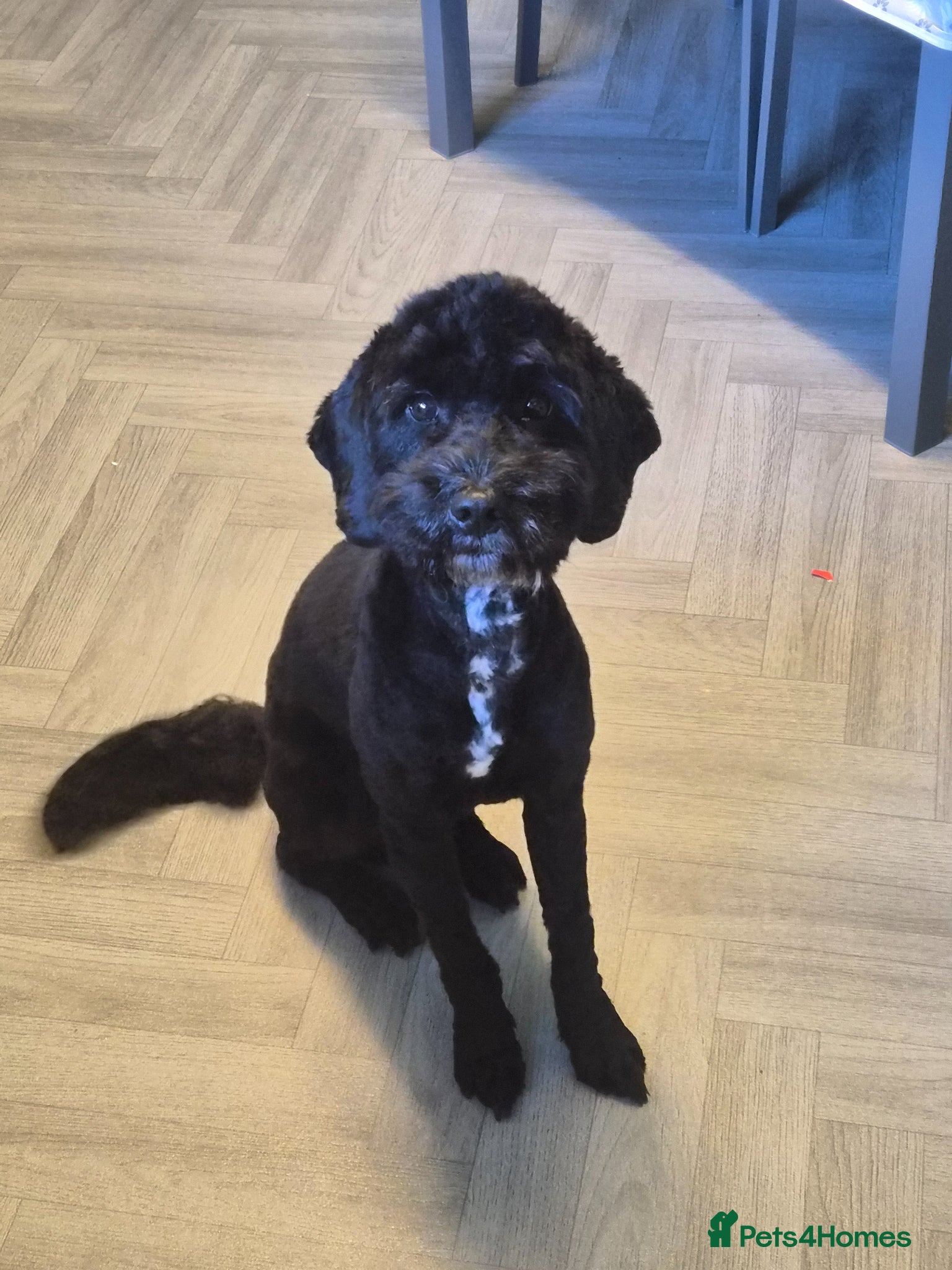 Cockapoo dogs 1 year old Cockerpoo girl  - Advert 8