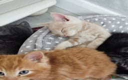 Mixed Breed cats for sale: Mix persian kittens - Image 16
