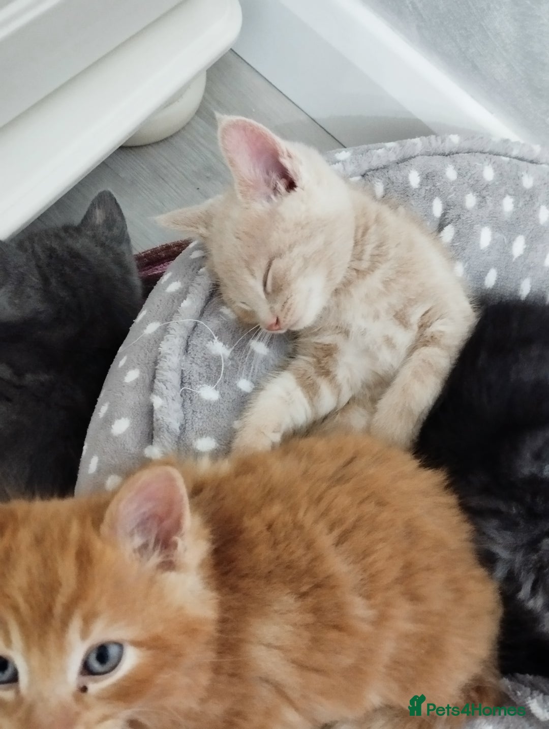 Mixed Breed cats for sale: Mix persian kittens - Image 16