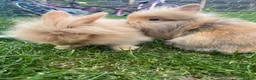 Lionhead rabbits for sale: Lionhead rabbits with starter pack in Ripley - Advert 4