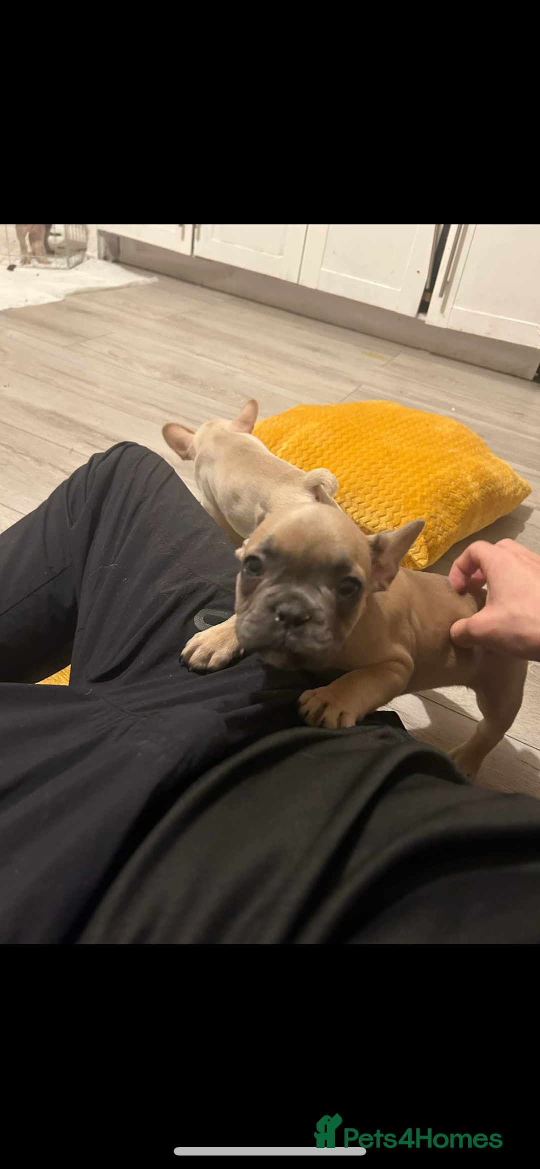 French Bulldog dogs for sale: French bulldog pups ready Now reduced‼️ - Advert 10