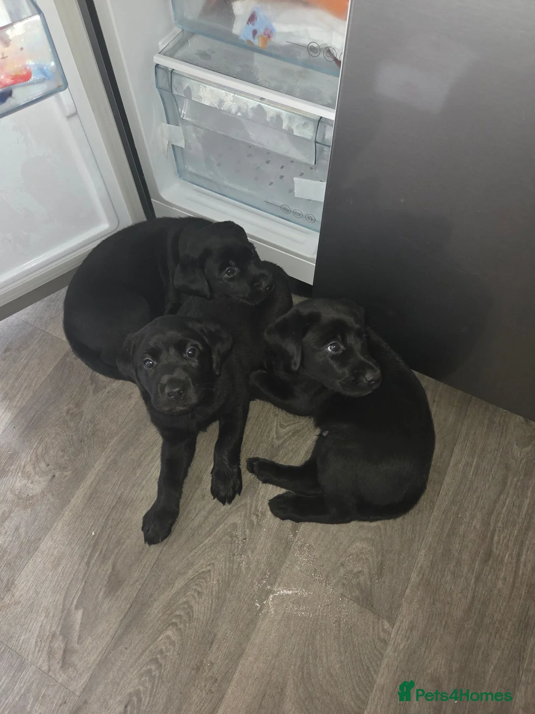 Labrador Retriever dogs for sale: Black lab puppies in Ipswich - Advert 2