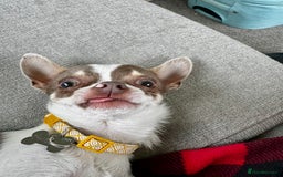 Chihuahua dogs for sale: Tiny Chihuahua Male - Image 5