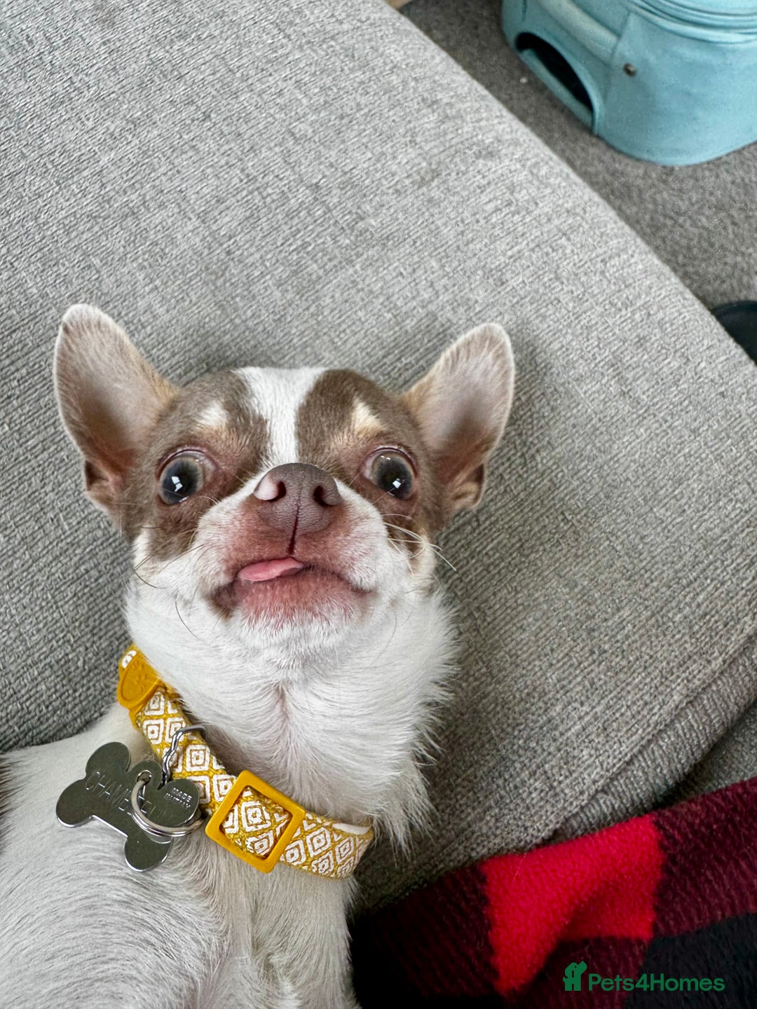 Chihuahua dogs for sale: Tiny Chihuahua Male - Image 5