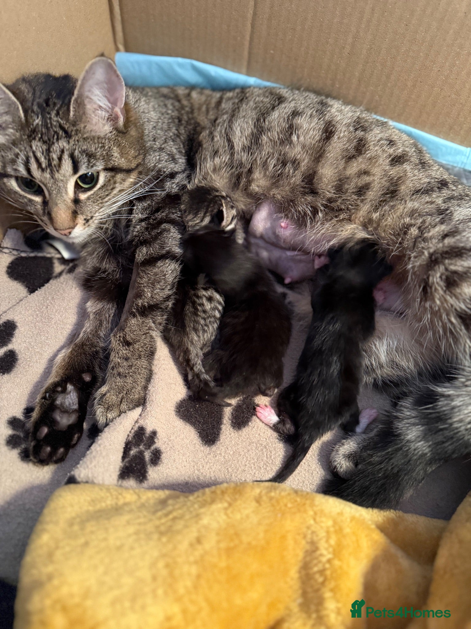 British Shorthair cats Male and female 4 month old kittens  - Advert 11