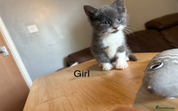 Mixed Breed cats for sale: 4 playful tuxedo kittens for sale - Image 3