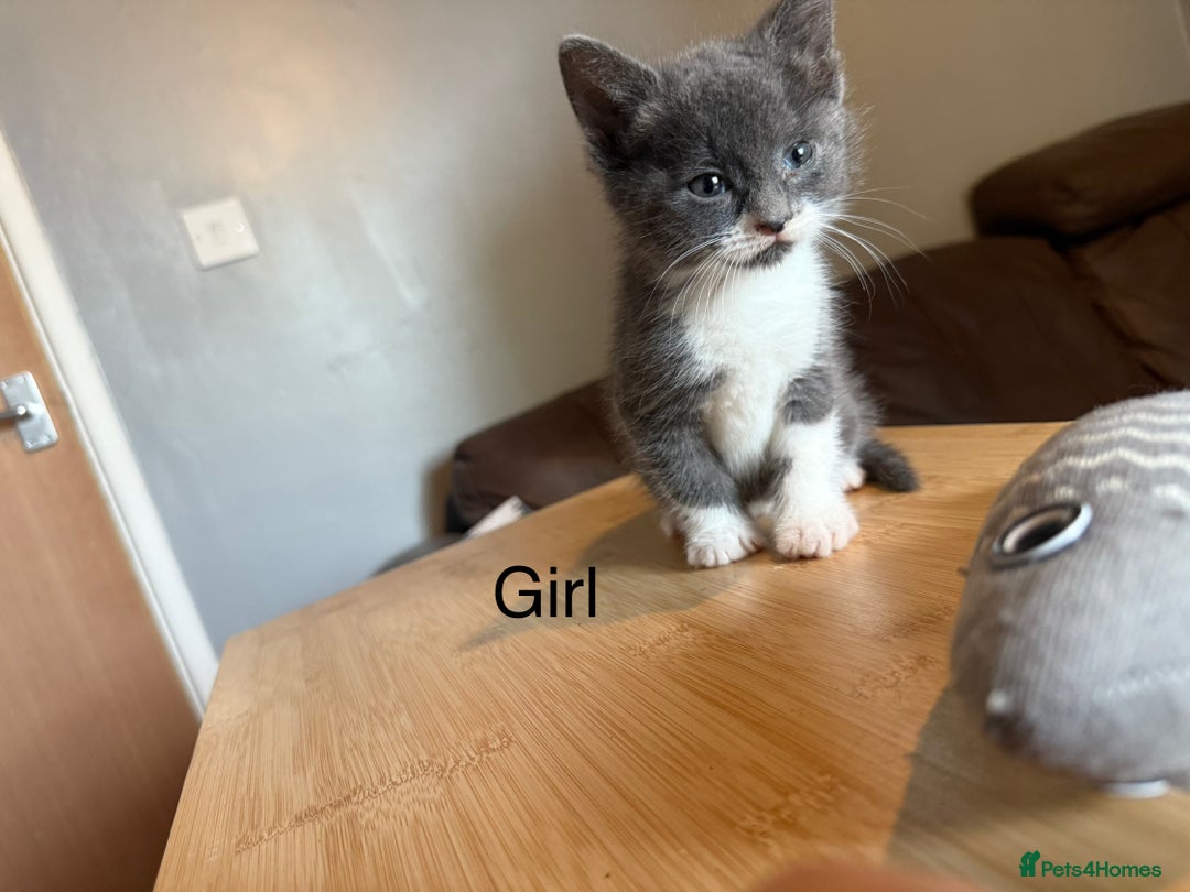 Mixed Breed cats for sale: 4 playful tuxedo kittens for sale - Image 3