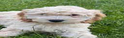 Cockapoo dogs for sale: Red & Apricot Cockapoo Puppies in Airdrie - Advert 14