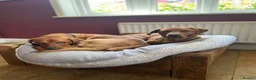 Labrador Retriever dogs for stud: Fox red Labrador available for stud - Proven - Advert 13
