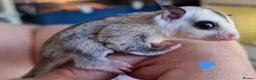Sugar Glider rodents for sale: Baby sugar gliders  - Advert 9