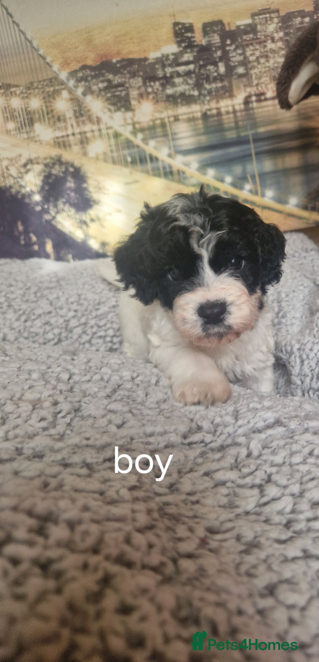 Cockapoo dogs for sale: 4 outstanding cockerpoos  - Image 17