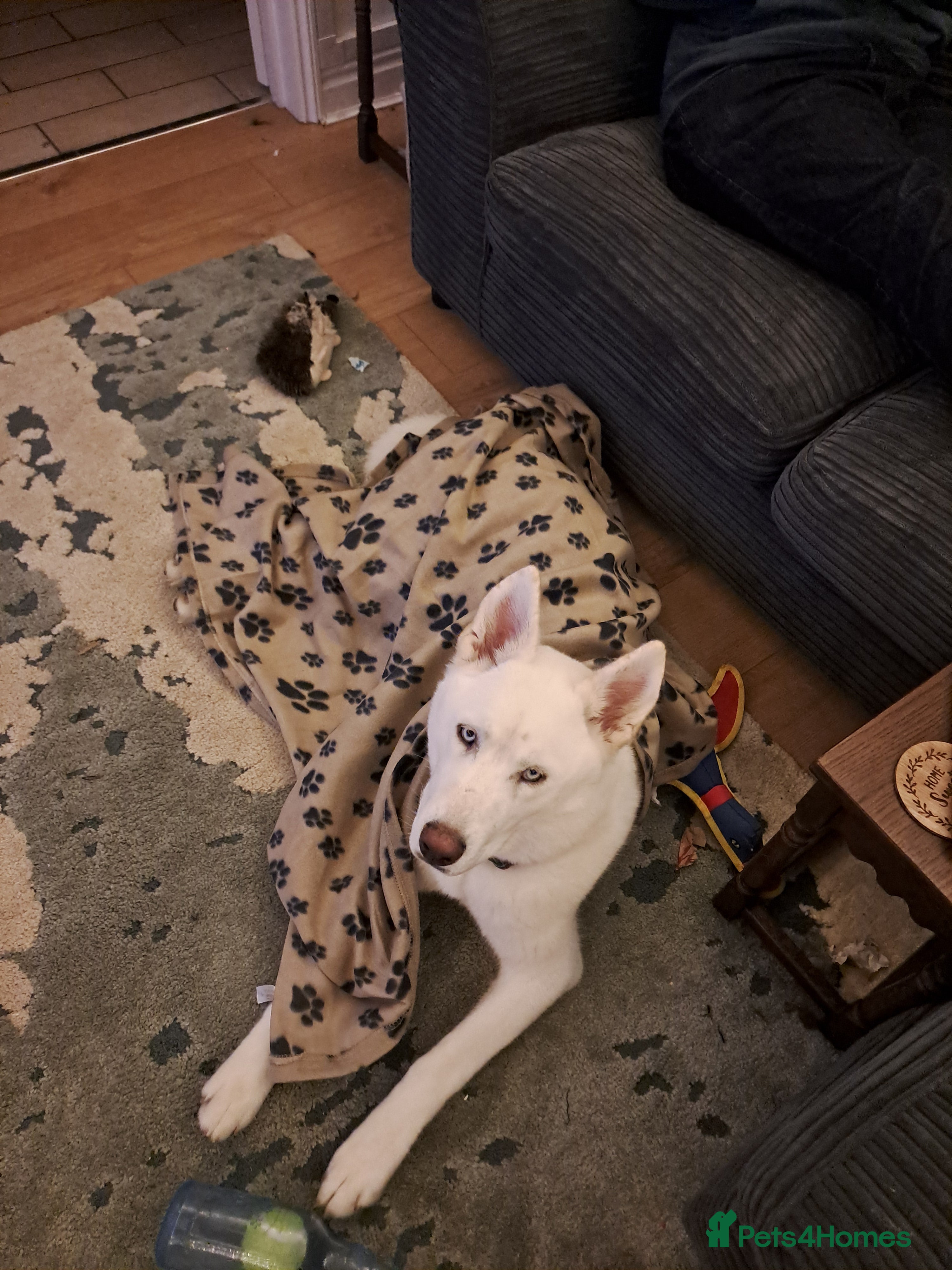 Siberian Husky dogs 8 month old husky  - Advert 6