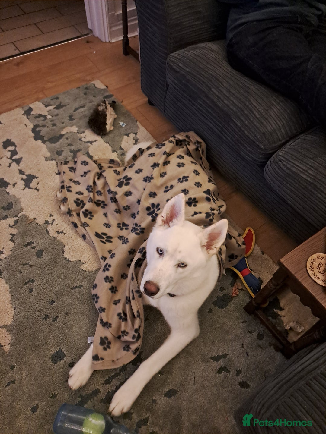 Siberian Husky dogs for sale: 8 month old husky  - Advert 1