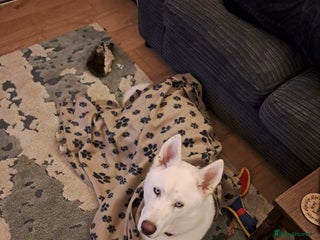 Siberian Husky dogs 8 month old husky - Advert 3