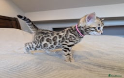 Bengal cats for sale: 🖤🤎 Gorgeous Bengal Kittens 🤎🖤 - Image 23
