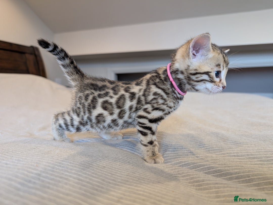 Bengal cats for sale: 🖤🤎 Gorgeous Bengal Kittens 🤎🖤 - Image 23