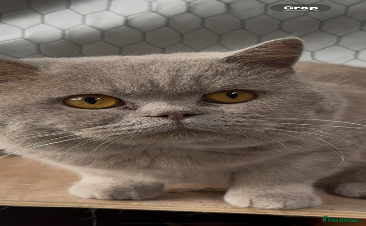 British Shorthair cats in Stockport - Advert 4