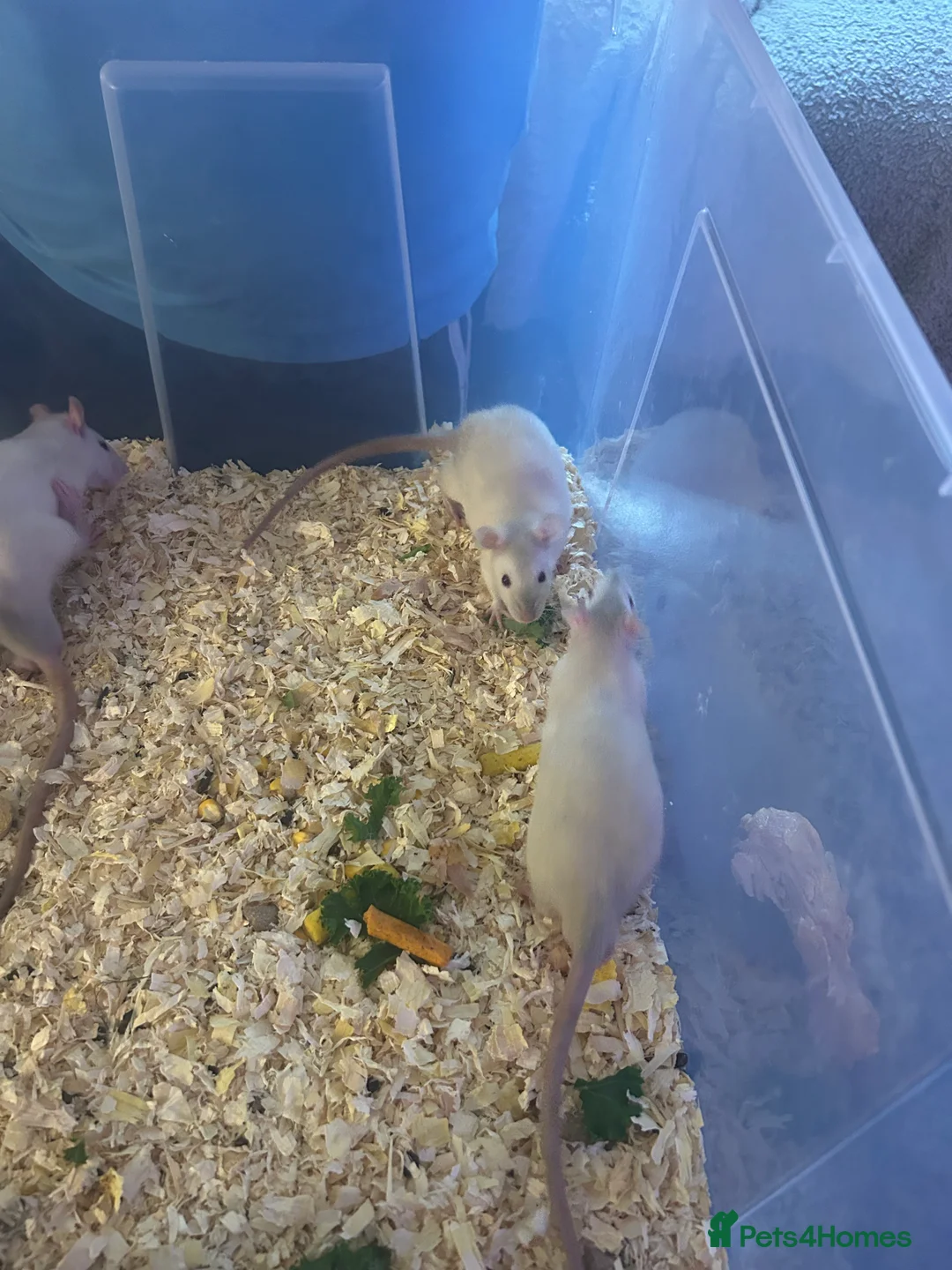 Rat rodents for sale: 4 boys left Ready now Beautiful Babies  - Advert 3