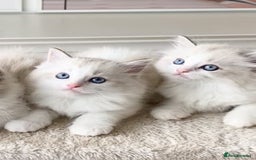 Ragdoll cats for sale: INDOOR TWO MALE GCCF REGISTERED RAGDOLL KITTENS - Image 10