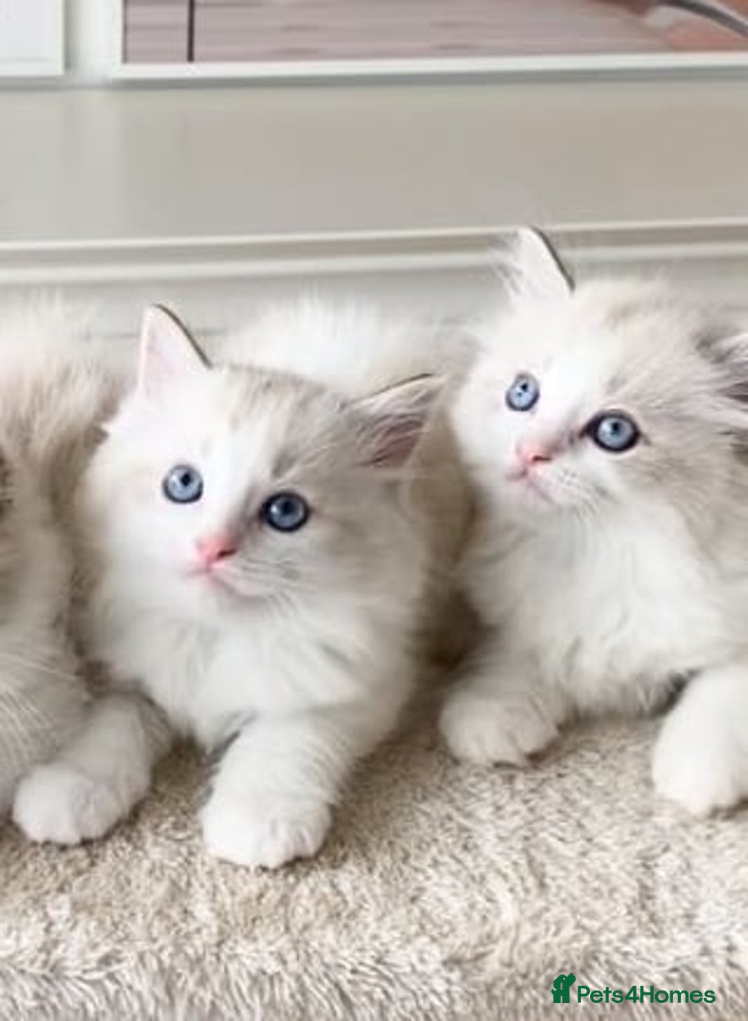 Ragdoll cats for sale: INDOOR TWO MALE GCCF REGISTERED RAGDOLL KITTENS - Image 10
