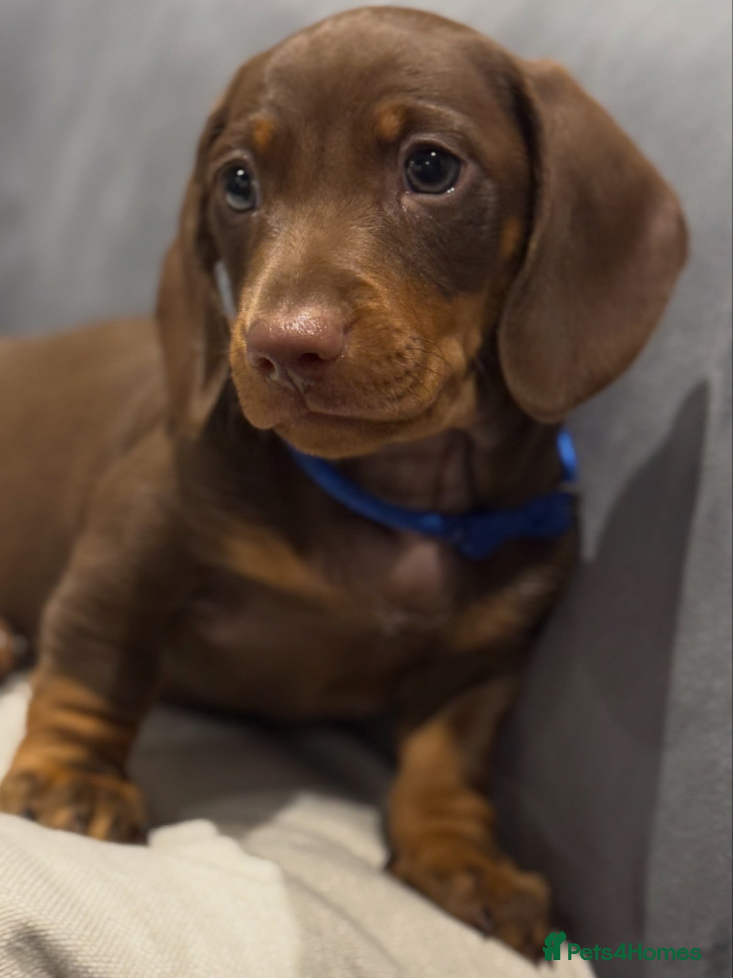 Miniature Dachshund dogs One Absolutely stunning boy left  - Advert 1