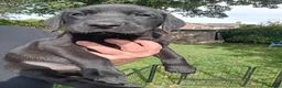 Labrador Retriever dogs for sale: Ready to go now Labrador pups for sale.  - Advert 12