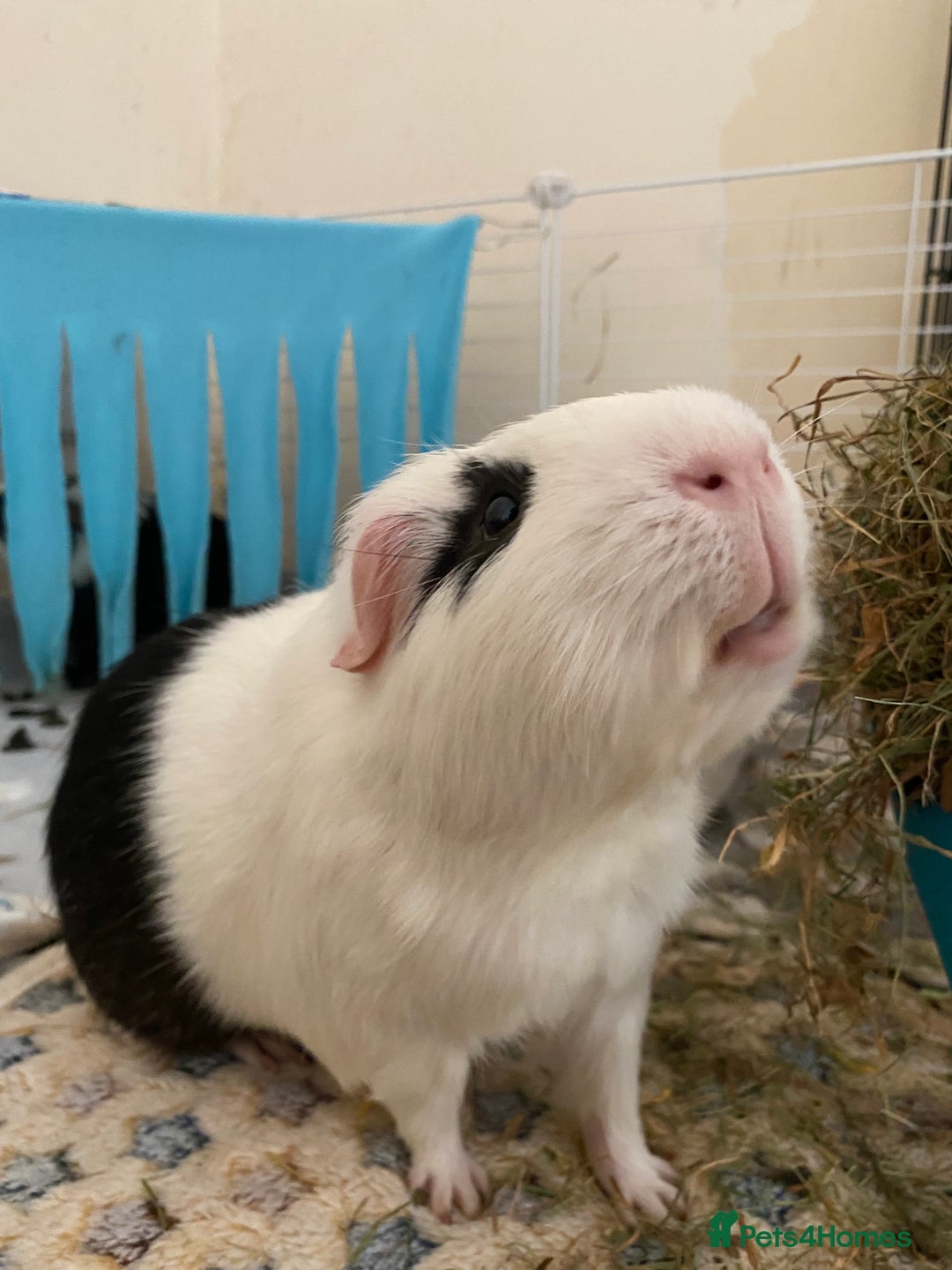 Guinea Pig rodents for sale: Male Guinea Pig- Revan  - Image 4