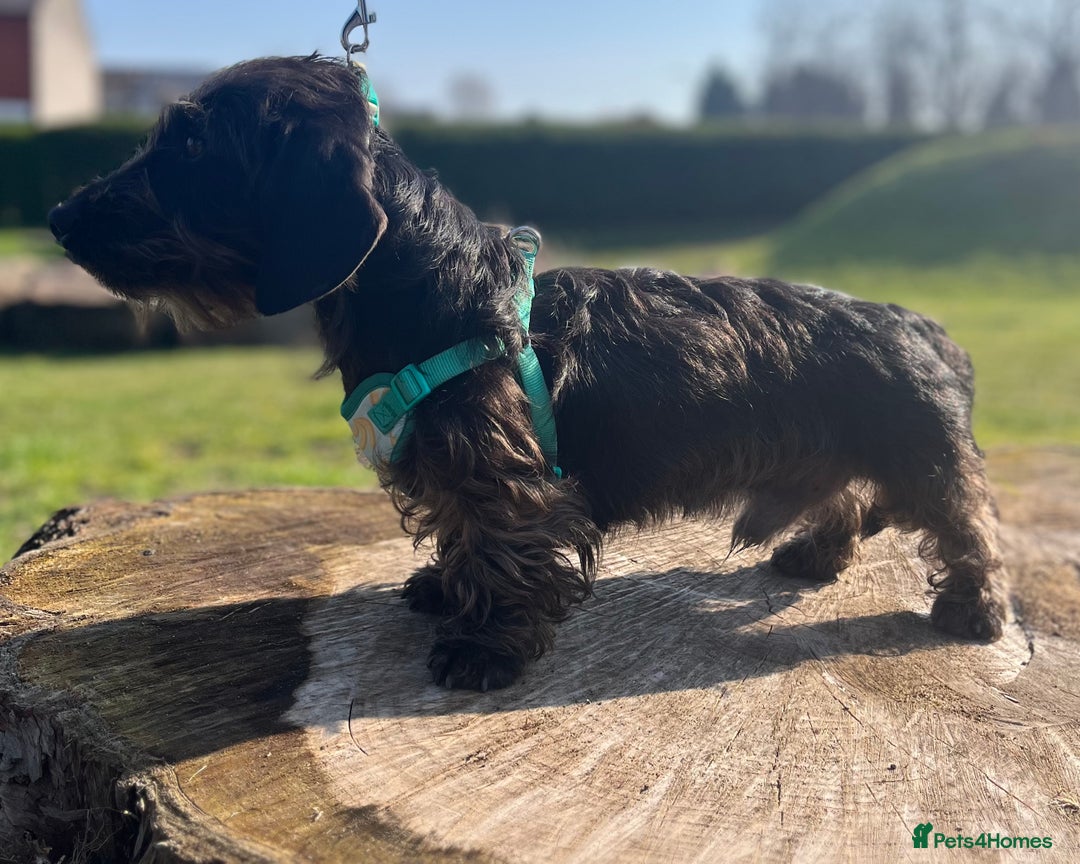 Miniature Dachshund dogs for sale: ROSS MINIATURE WIRE HAIR MALE solid black  - Advert 6