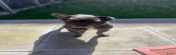 French Bulldog dogs for sale: 3 year old Milo - Advert 4