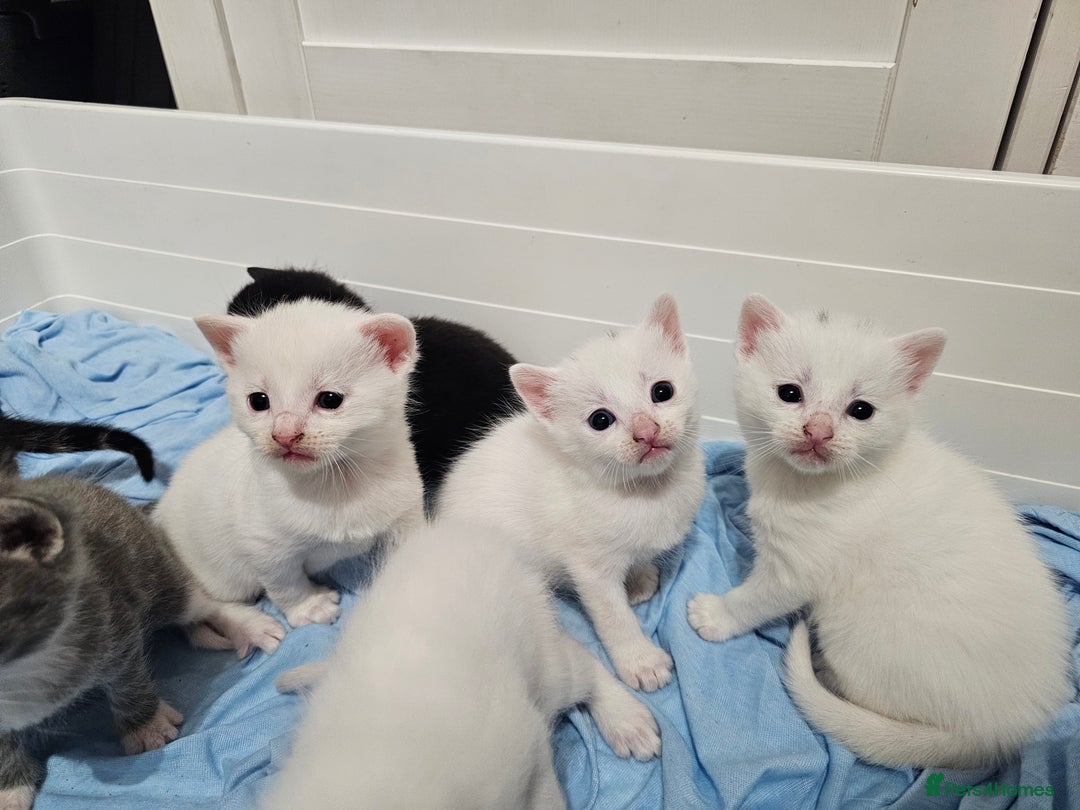 Mixed Breed cats for sale: Kittens Available to Reserve - Image 9