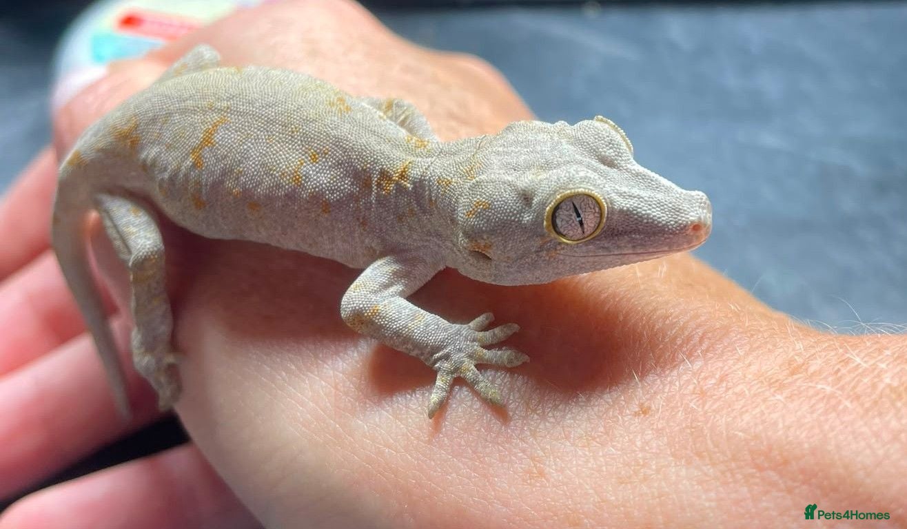 Gecko reptiles Gargoyle Gecko - Advert 1