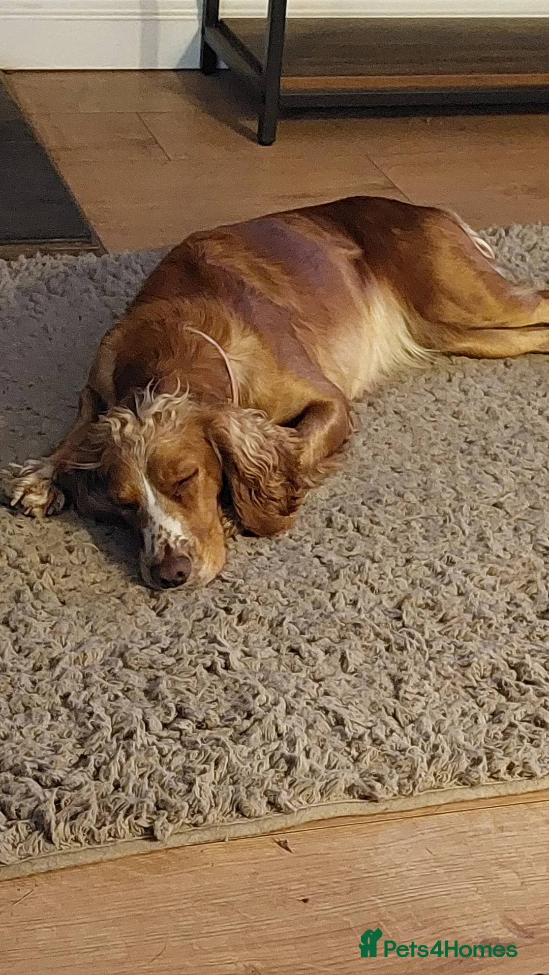 Cocker Spaniel dogs for sale: Beautiful Working cocker Spaniel female  - Advert 1