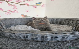 British Shorthair cats for sale: Gccf British Shorthair kittens  - Image 8