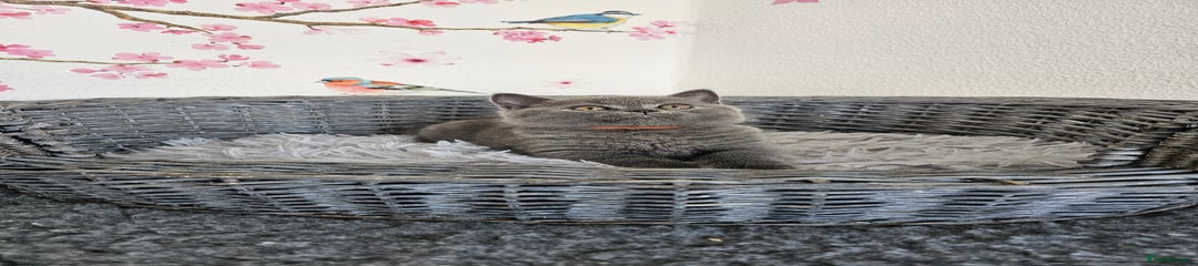British Shorthair Kitten 2